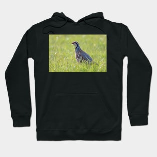 Red legged partridge Hoodie